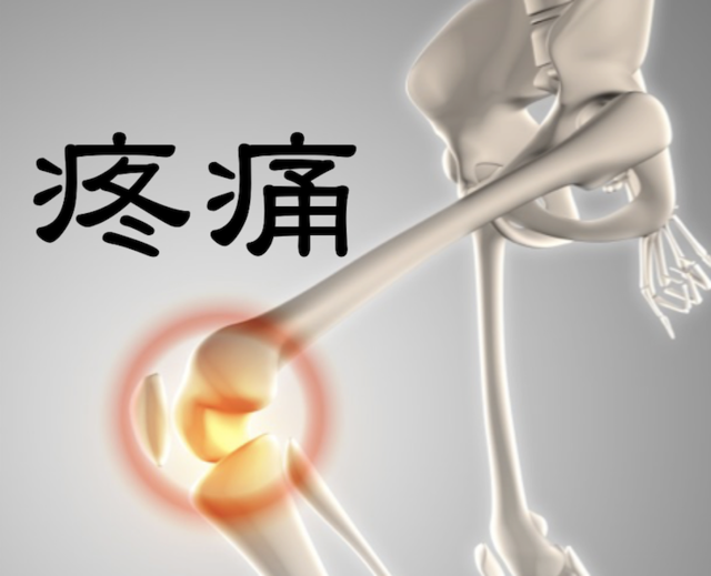 疼痛図2.png