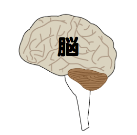 脳図.png