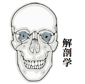 解剖学図.png